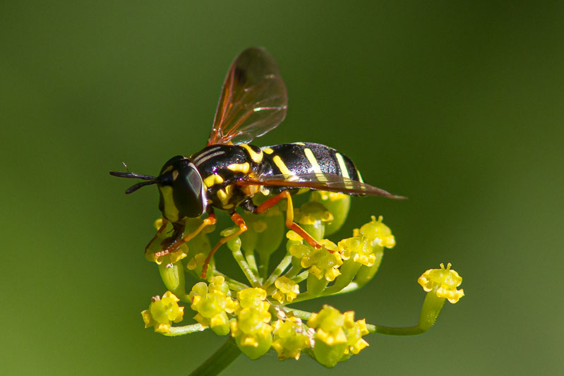 Chrysotoxum festivum-3599.jpg